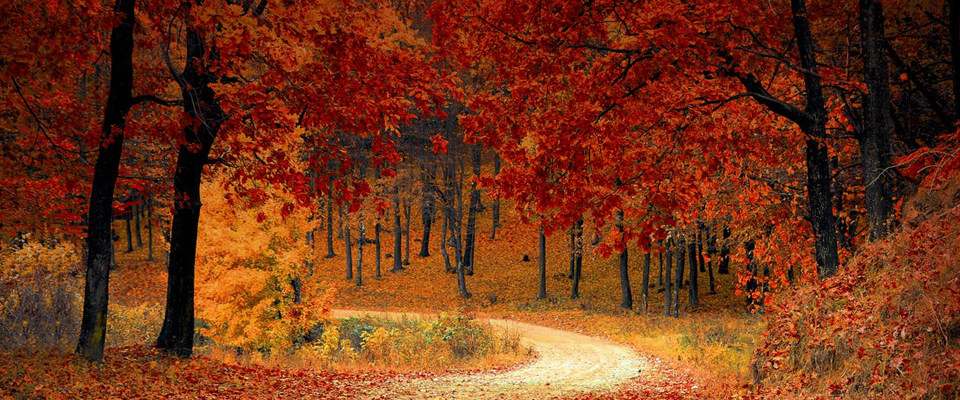 6 Tips for a Safe Fall Festival